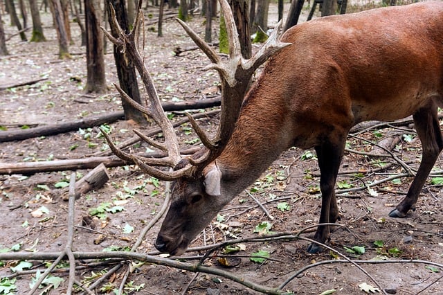 Free Deer Forest photo and picture