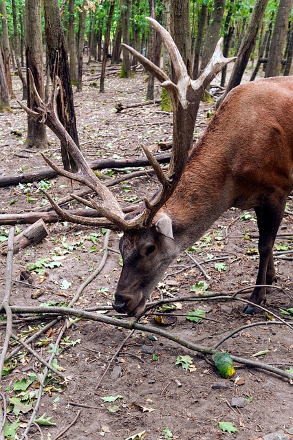 Free Deer Forest photo and picture