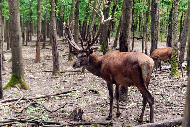 Free Deer Forest photo and picture