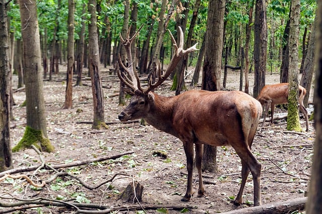 Free Deer Forest Environment photo and picture