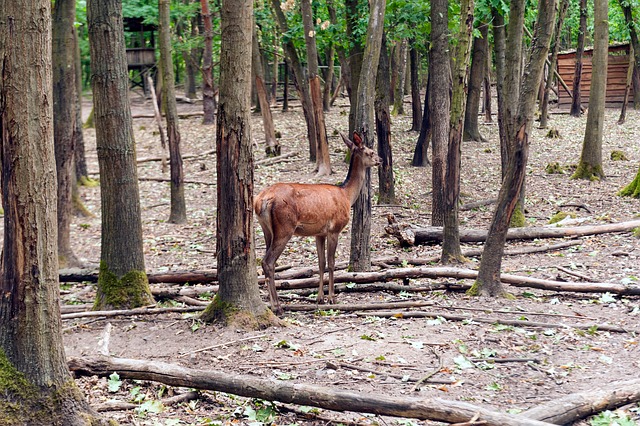 Free Doe Forest Animal photo and picture