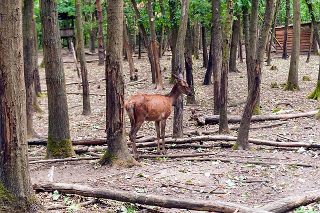 Free Deer Forest photo and picture