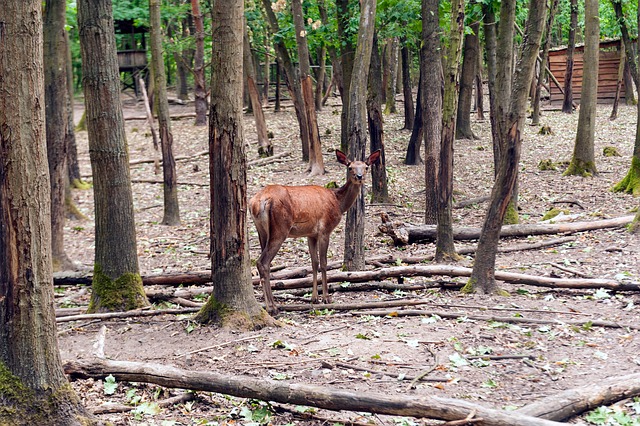 Free Hide Deer photo and picture