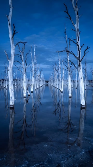 Tote Bäume, Reflexion, Blaue Stunde