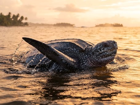 Lederschildkröte, Ozean, Sonnenuntergang