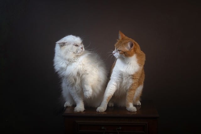 Gato, Animal De Estimação, Animal