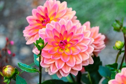 Dalia, Flor, Rosa, Naturaleza, Jardín