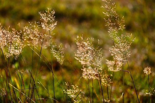 Césped, Pradera, Plantas De Suelo