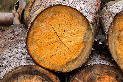 Madera, Tronco De Árbol