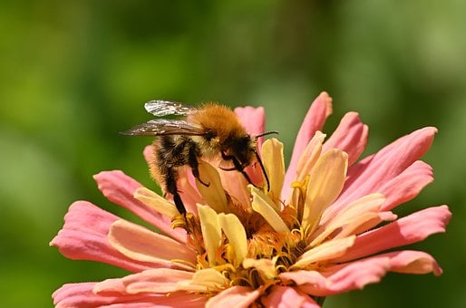 Free Bee Macro photo and picture