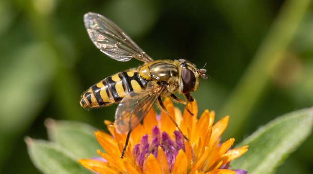 Svirreflue, Blomst, Makro, Blomst Tapet