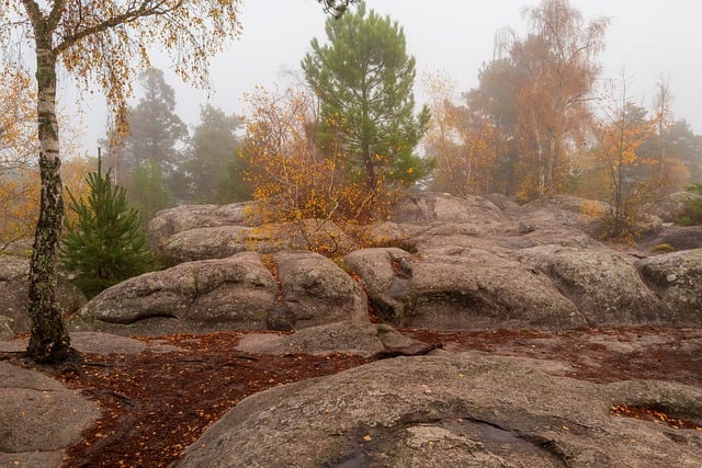 Free Forest Autumn photo and picture