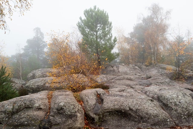 Free Rocks Tree photo and picture
