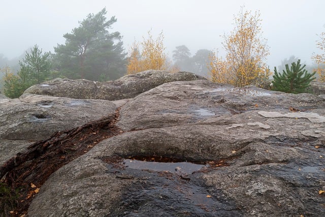 Free Forest Fog photo and picture