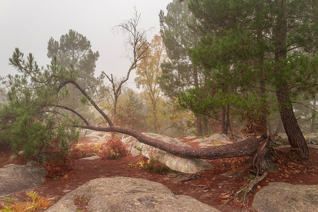 Free Forest Fog photo and picture
