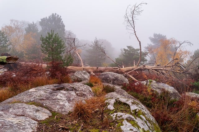Free Forest Fog photo and picture