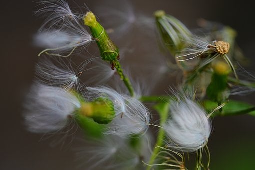 Planta, Natureza, Fotografia Macro, Flor