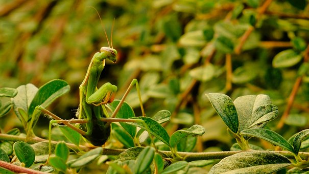 Free Mantis Macro photo and picture