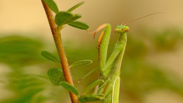 Free Praying Mantis Macro Photography photo and picture