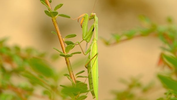 Free Praying Mantis Macro photo and picture
