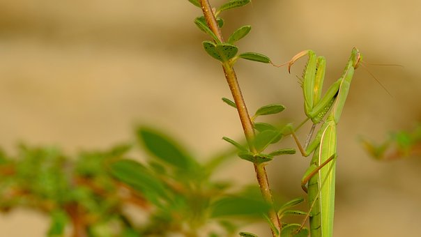 Free Praying Mantis Macro Photography photo and picture