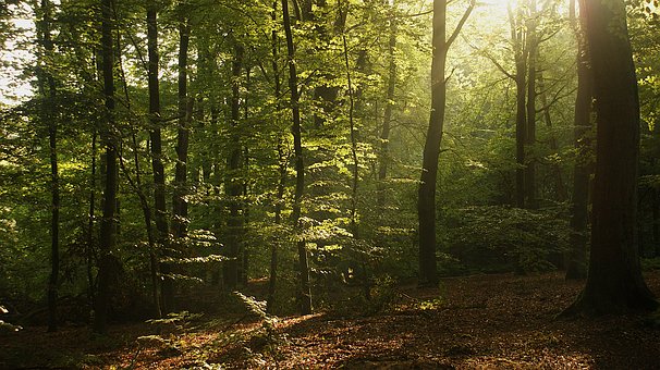 Skov, Sollys, Træ, Natur, Efterår