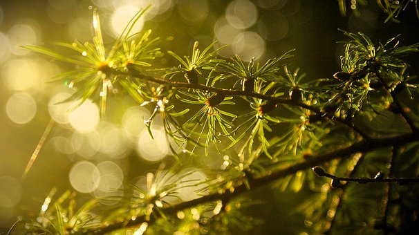 Træ, Nåle, Bokeh, Efterår, Lys, Morgen