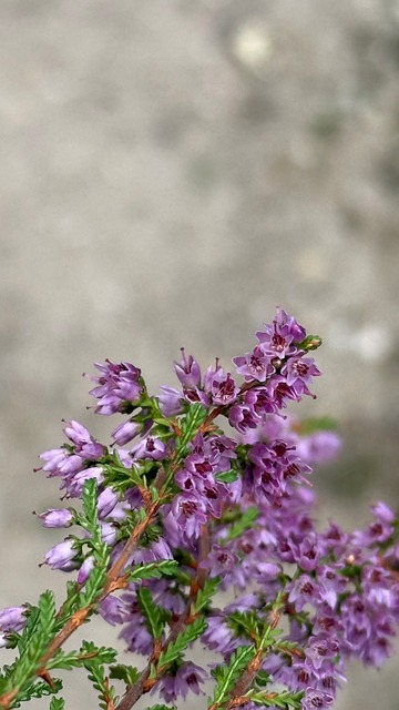 Lyng, Natur, Blomster, Lilla, Udendørs