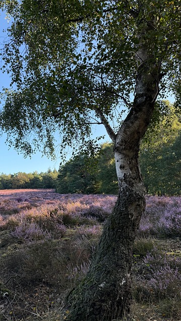 Træ, Lyng, Natur, Udendørs, Skov