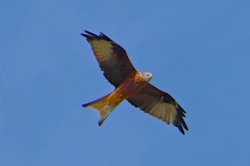 Rød Glente, Himmel, Rovfugl, Flyvning