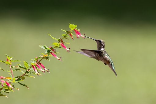 Beija-Flor, Flor, Asas, Bebida, Néctar