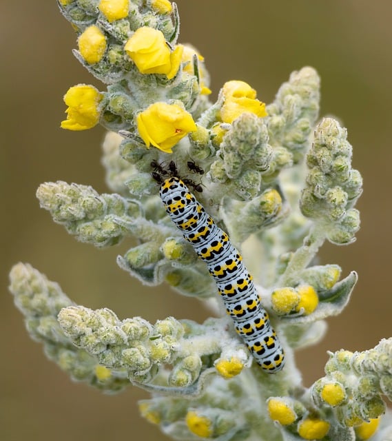 Polilla De Gordolobo, Oruga, Insecto