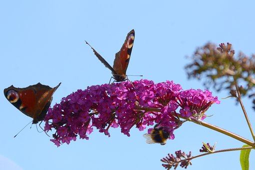 Sommerfugl, Blomst, Bi, Flyvning, Smuk