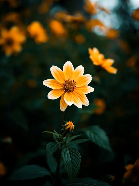 Gul Blomst, Dahlia, Makro, Natur, Blomst