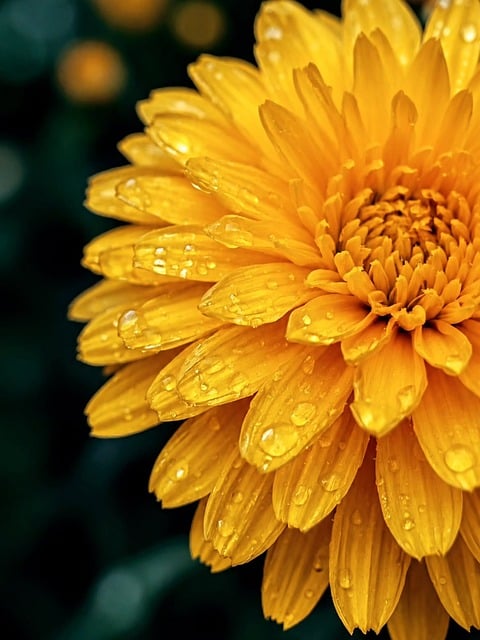 Gul Blomst, Gerbera, Gule Kronblade
