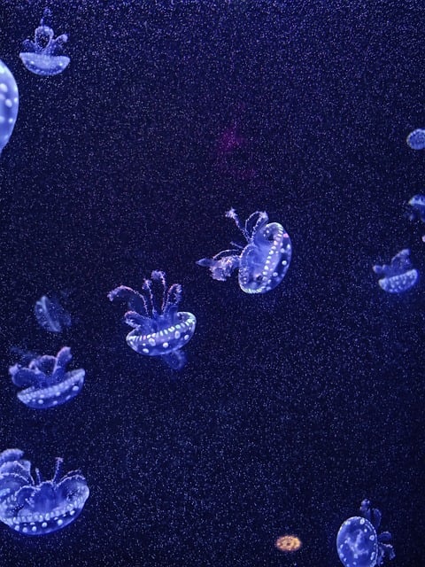 Free Jellyfish Sea photo and picture