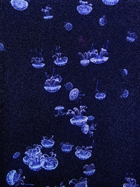 Free Jellyfish Ocean illustration and picture