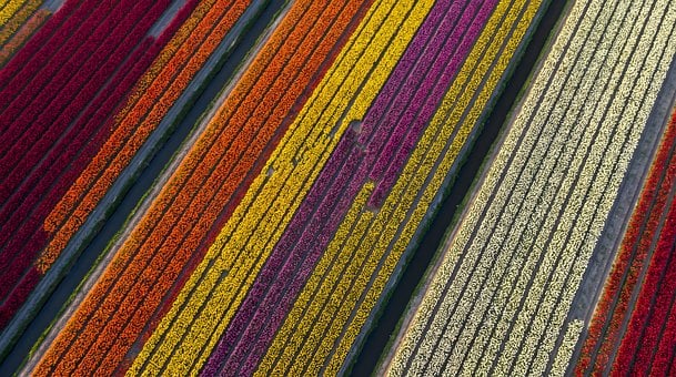 Tulpe, Luftaufnahme, Feld, Niederlande