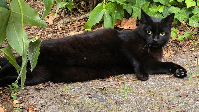 Kat, Huisdier, Zwarte Kat, Gepatroneerd