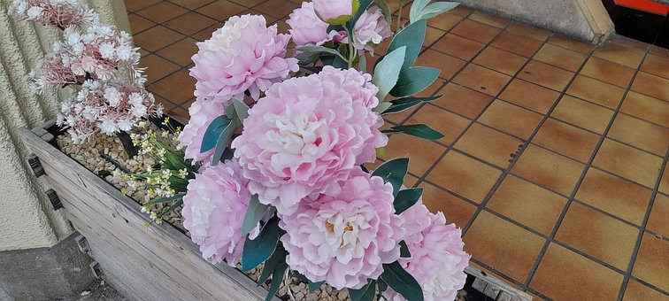 Free Peonies Pink Flowers photo and picture