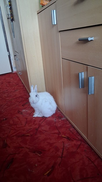 Free Rabbit White photo and picture