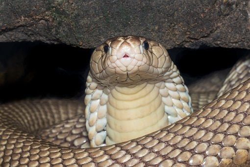 Free Cobra Reptile photo and picture