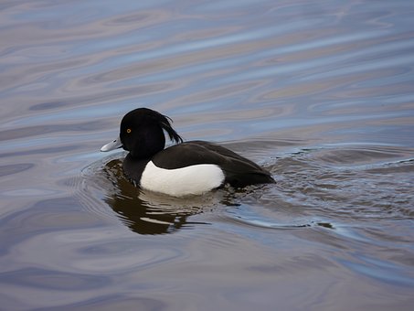 Tufted, Zarro-De-Tufos, Pássaro