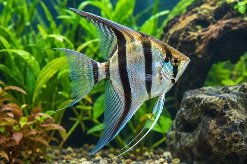 Free Angelfish Aquarium photo and picture