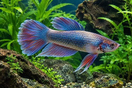 Free Betta Aquarium Fish photo and picture
