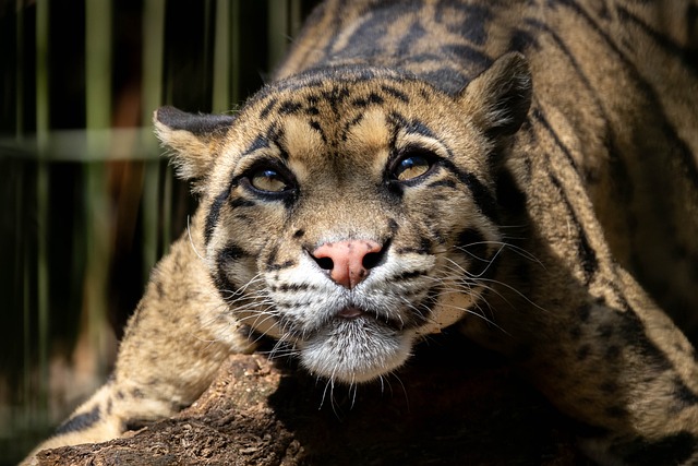 Tåget Leopard, Massiv, Kattedyr, Dyr