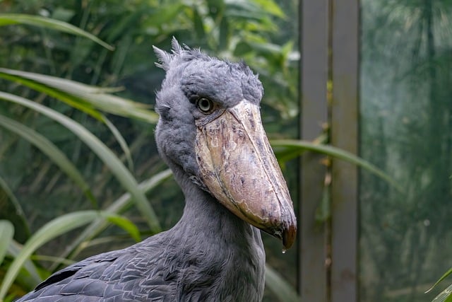 Zoologisk Have, Fugl, Imponerende, Natur