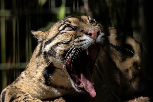 Skyet Leopards, Kat, Gab, Rovdyr, Pels
