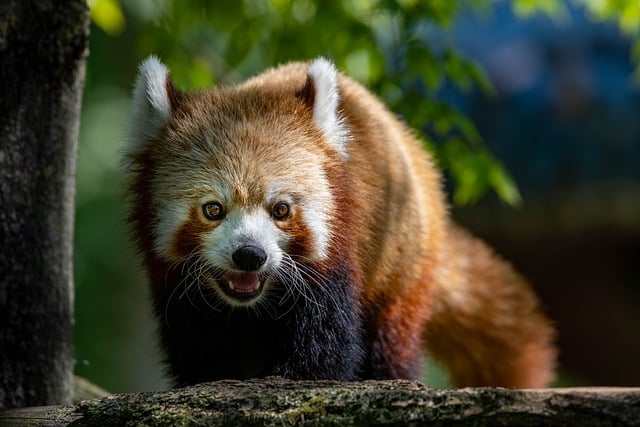 Rød Panda, Dyr, Pattedyr, Træ, Pels