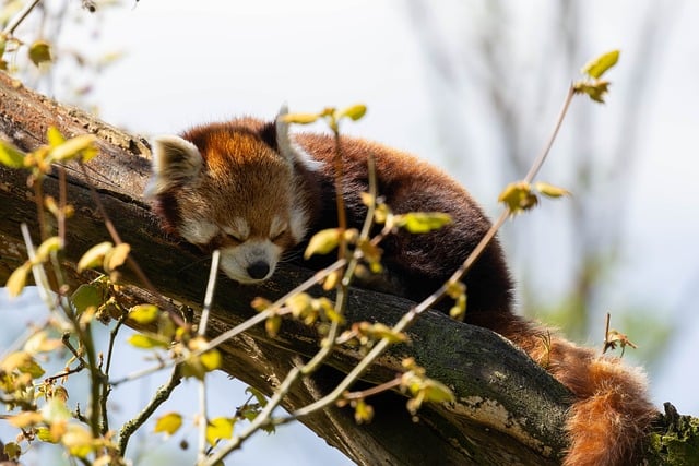 Rød Panda, Pattedyr, Træ, Søvn, Zoo